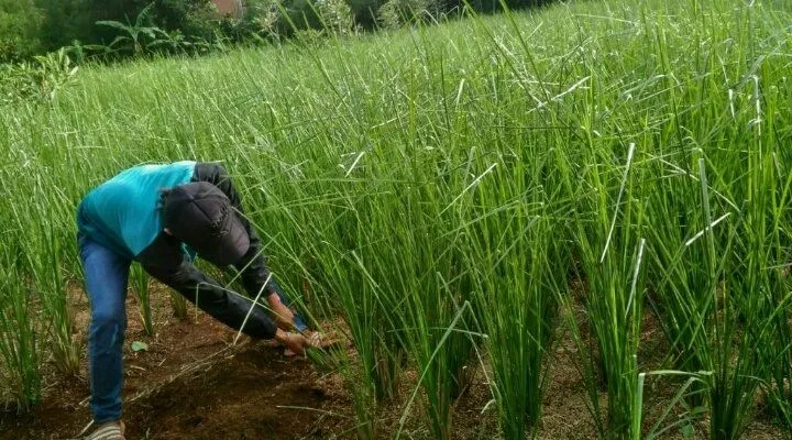 Jual Rumput Vetiver (Akar Wangi) - Solusi Terbaik untuk Pencegahan Erosi